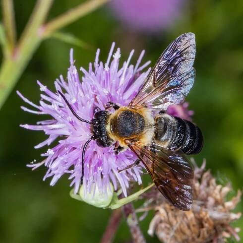 The sculptured resin bee is sometimes confused with a carpenter bee. However, this bee is slender and carries pollen on her abdomen. Robert Noble