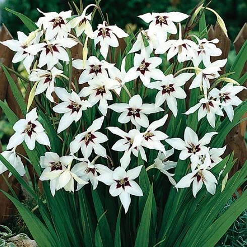 Acidanthera bicolor - Paví orchidej.: 25 ks