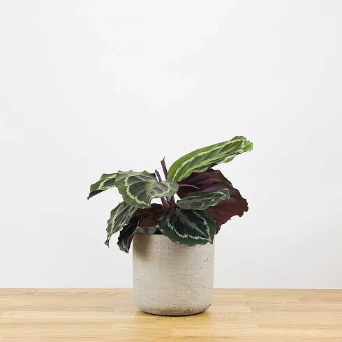 Calathea medallion 'S'