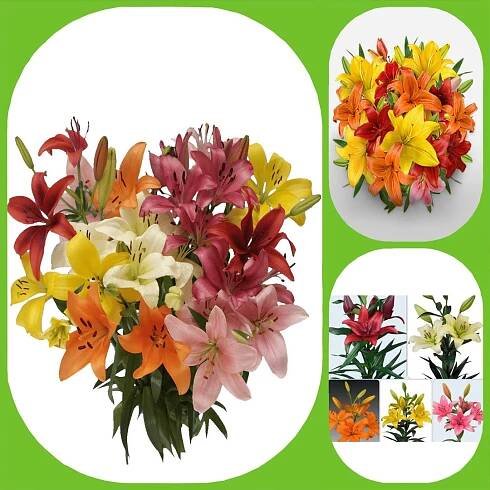 Mix Asiatic Lilies