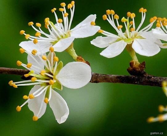 Trnka obecná - Prunus spinosa