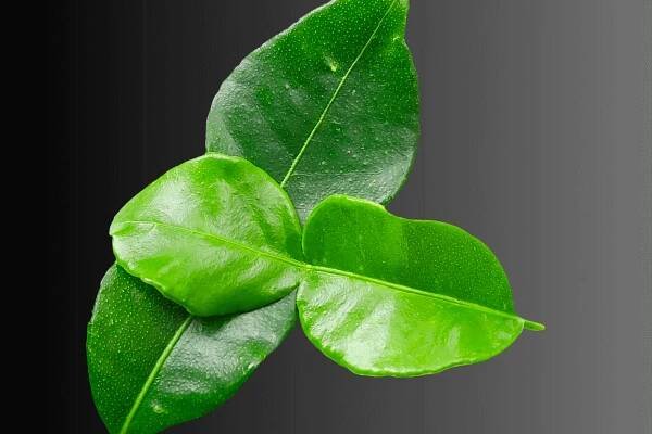 Lemon Leaf: A Perfect Mix of Wellness and Aroma 7