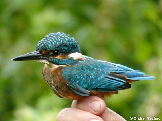 Alcedo atthis - ledňáček říční | Alcedinidae - ledňáčkovití | Natura Bohemica
