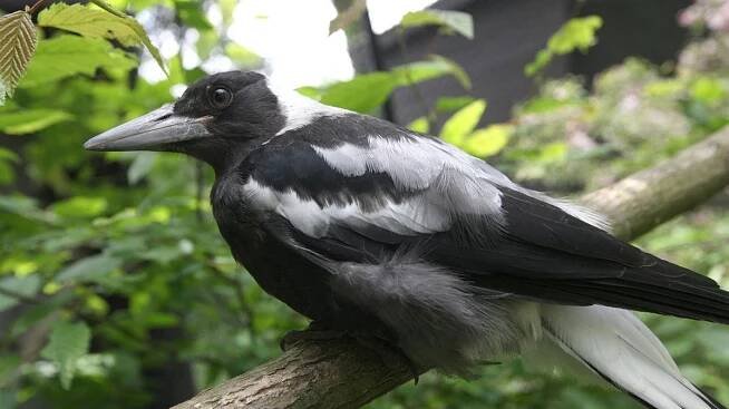 Australský pták se naučil napodobit zvuk záchranářských sirén - Novinky