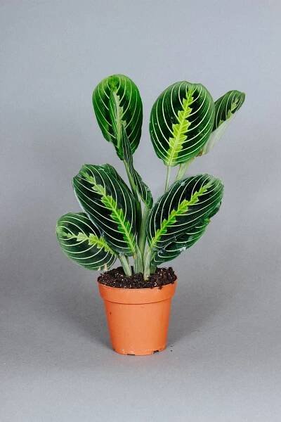 Lemon Lime Maranta