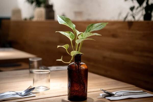 Bistro Nro 66 - kousek venkova v srdci Olomouce. Láká na steaky i kapra