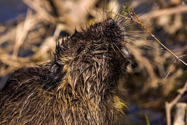 bezplatná Základová fotografie zdarma na téma bažina, biodiverzity, biota Základová fotografie