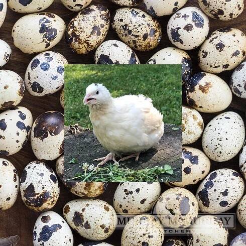 McMurray Hatchery Coturnix Quail Hatching Eggs - Jumbo Egyptian
