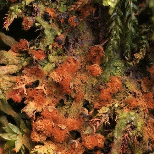 slime mould on Tumblr