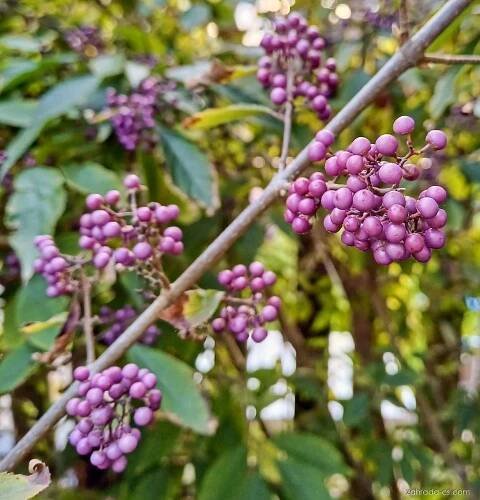 Krásnoplodka (Callicarpa)