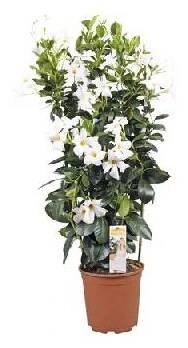 Sundevilla