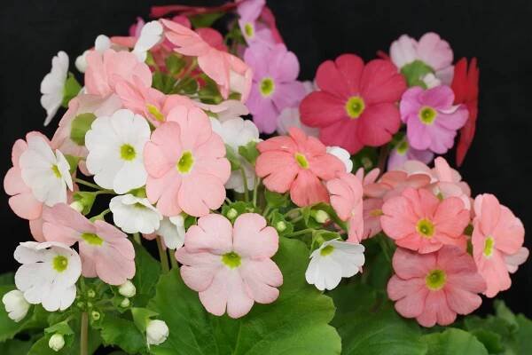 Primula obconica