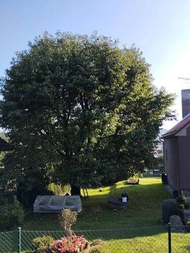 Zdravotní a bezpečnostní řez stromů od 1 500 Kč Postupice, Milovanice Tomáš Kopřiva - Arboristika a rizikové kácení • Firmy.cz