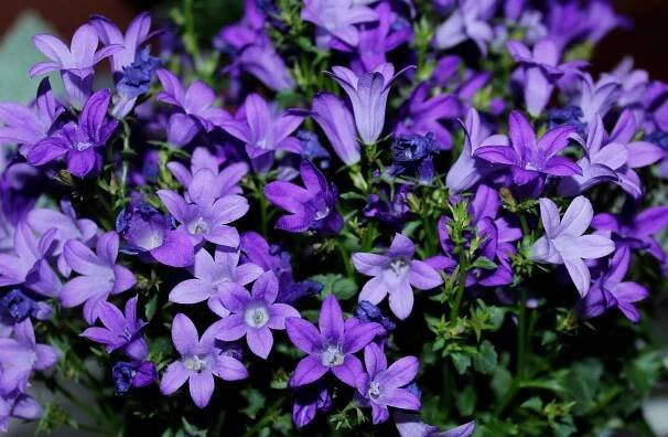 Multiplicación de Campanula carpatica