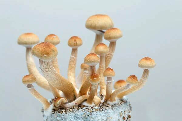 shluk hub psilocybe cubensis rostoucích na myceliu - drogový trip - stock snímky, obrázky a fotky