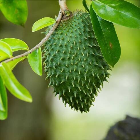 Anona ostnitá – Graviola – Annona muricata – osivo anony