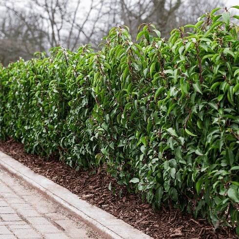 Bobkovišeň portugalská ANGUSTIFOLIA nevídaný NA ŽIVÝ PLOT VELKÁ SAZENICE