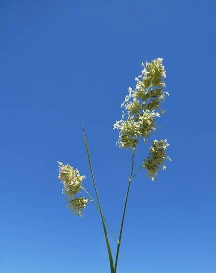 Dactylis glomerata_inflorescence_ZoyaAkulova