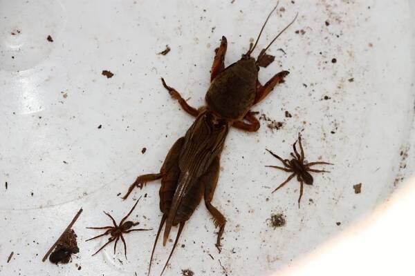 Obrázek - Gryllotalpa gryllotalpa (krtonožka obecná) | BioLib.cz