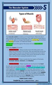 The Three Types of Muscles online exercise for 5. You can do the exercises online or download the worksheet as pdf. Muscular System Structure, Muscular System For Kids, Muscular System Anatomy, Writing A Term Paper, Essay Writing, Nursing Muscles, Kids Health Lessons, What Is Intelligence, Biology Notes