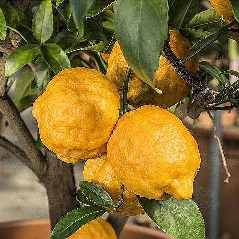 Citrons - Citrus Medica Archivi - Oscar Tintori - Nurseries Worldwide - Citrus Plants