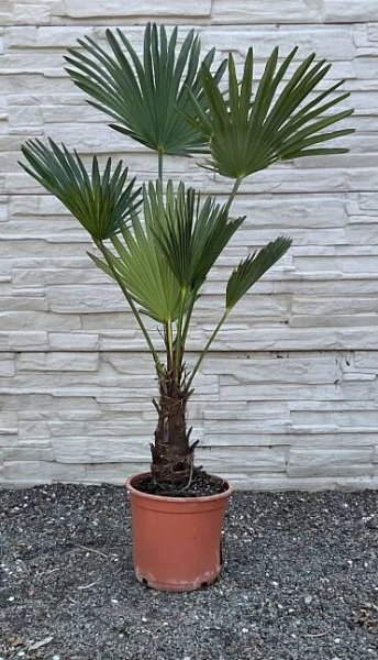 Trachycarpus wagnerianus cca 80-90 cm