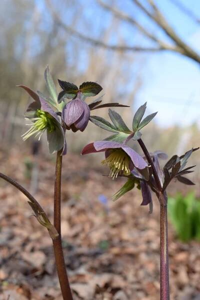 Helleborus purpurascens