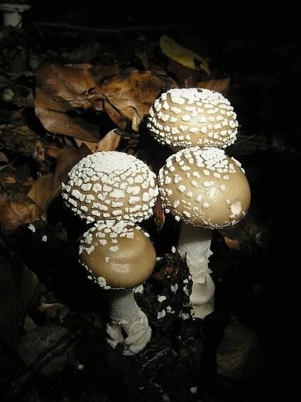 Soubor:Amanita pantherina MdE 1.jpg – Wikipedie