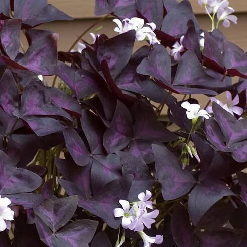 Oxalis triangularis