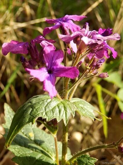 Měsíčnice roční (Lunaria annua)