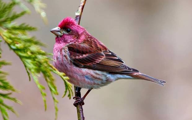Finch vs Sparrow: Key Differences Explained