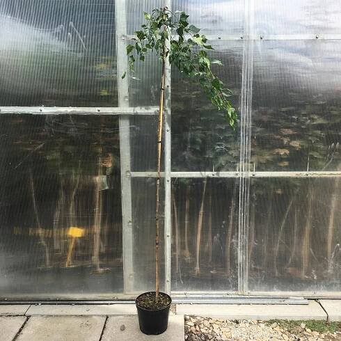 Bříza převislá YOUNGII 140-160 cm Latinský název betula pendula