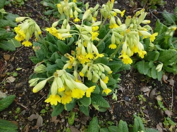 Prvosenka jarní - Primula veris