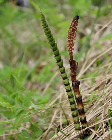 Přeslička největší (Equisetum telmateia)