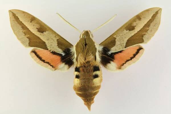 Soubor:Hyles euphorbiae.JPG – Wikipedie