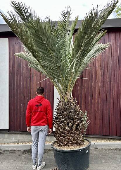 Phoenix dactylifera, cca 300 cm