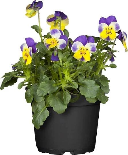 GROW by OBI Violka rohatá "Ice Babies" (Viola cornuta), pr. 10,5 cm
