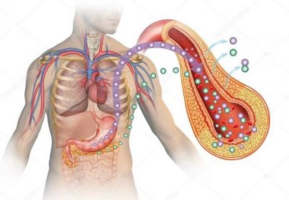 Obraz lidského těla a orgánů, jako je žaludek a slinivka břišní — Stock obrázek