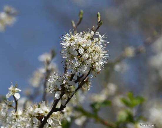 Trnka obecná (Prunus spinosa)
