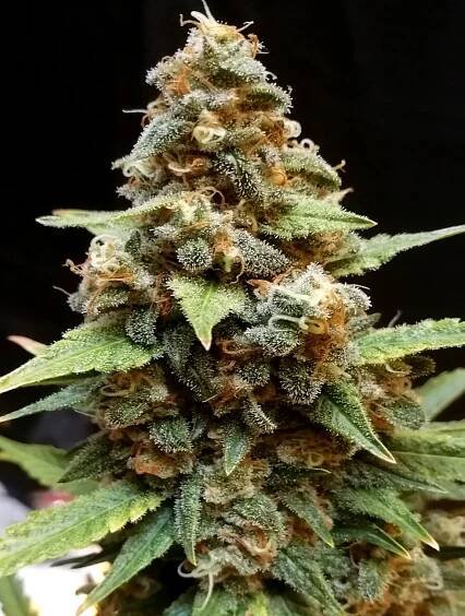 GORILLA LEMON FIRE