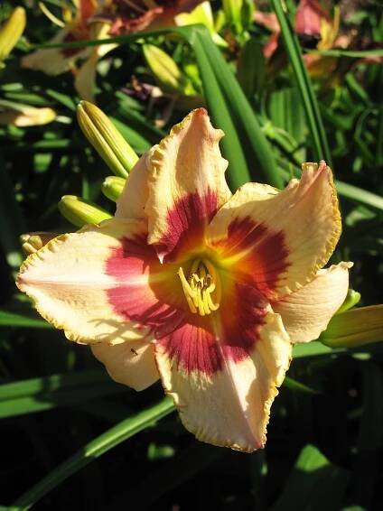 KOLEKCJA NARODOWA RODZAJU LILIOWIEC (Hemerocallis) | Arboretum Wojsławice OBUWr.- STRONA OFICJALNA