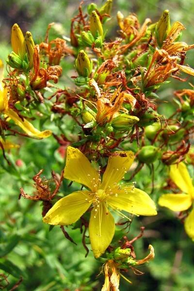 Třezalka tečkovaná (Hypericum perforatum)