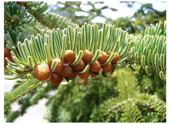 JEDLE KAVKAZSKÁ - ABIES NORDMANNIANA - ARBOLANDIA
