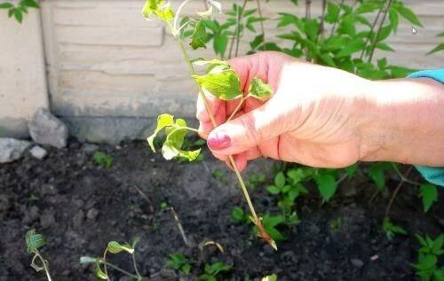 Clematis z řízků doma. Množení plamének řízkováním 05