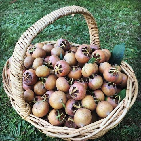 Meet the Medlar – The Urban Nanna