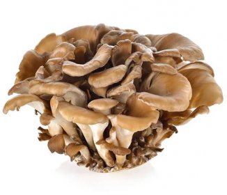 Maitake – jediná houba na choroby moderního světa? - Komplexní přístup ke zdraví