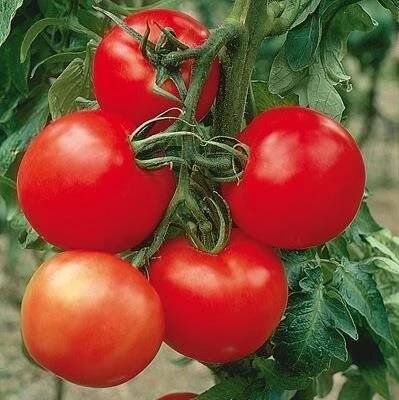 images (1)