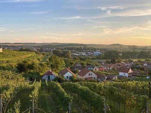 a village in a vineyard with a bunch of vines at Pod vinohradem - apartmány & vinné sklepy in Mutěnice