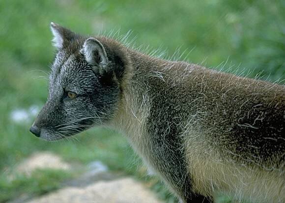 File:ArcticFoxSummer.jpg - Wikimedia Commons