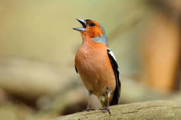 chaffinch na jaře hlasitě zpívá, sedí na padlém stromě. - zpěvní ptáci - stock snímky, obrázky a fotky